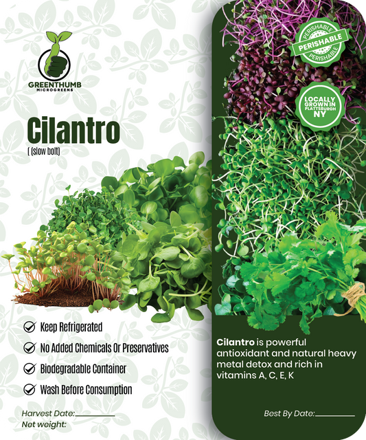 Cilantro (slow bolt)
